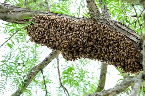 Fibonacci honey bee swarm